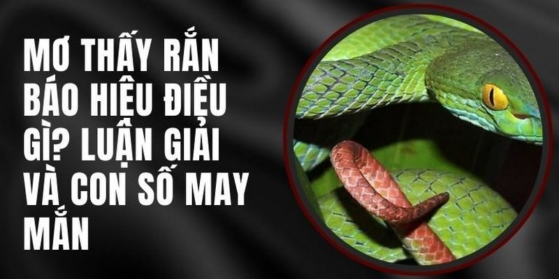 Nhiều con số may mắn giải mã tương ứng từng giấc mơ