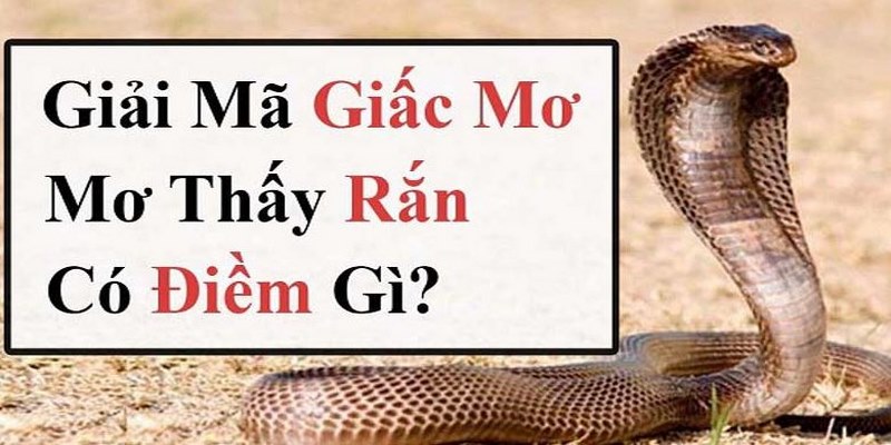 Mơ thấy rắn Kubet88